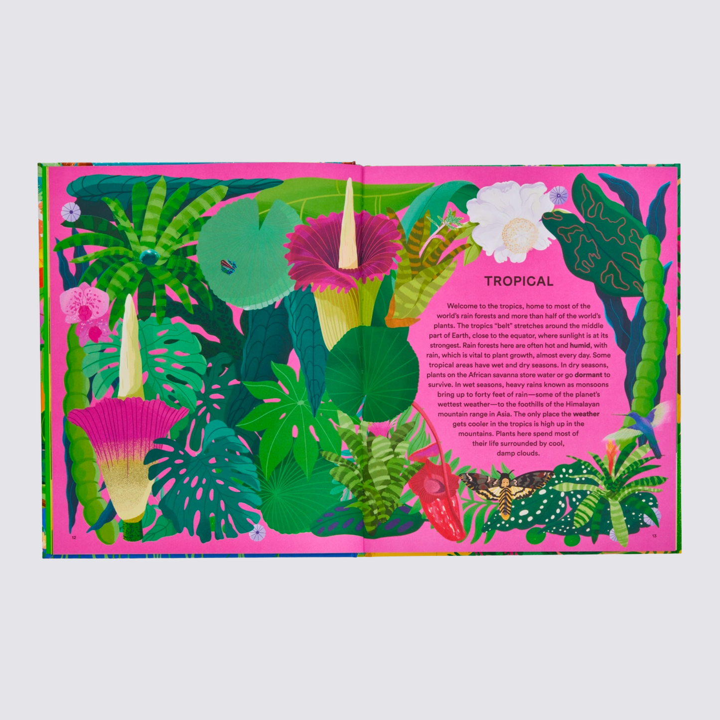 A Home for Every Plant kids book